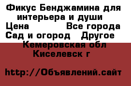 Фикус Бенджамина для интерьера и души › Цена ­ 2 900 - Все города Сад и огород » Другое   . Кемеровская обл.,Киселевск г.